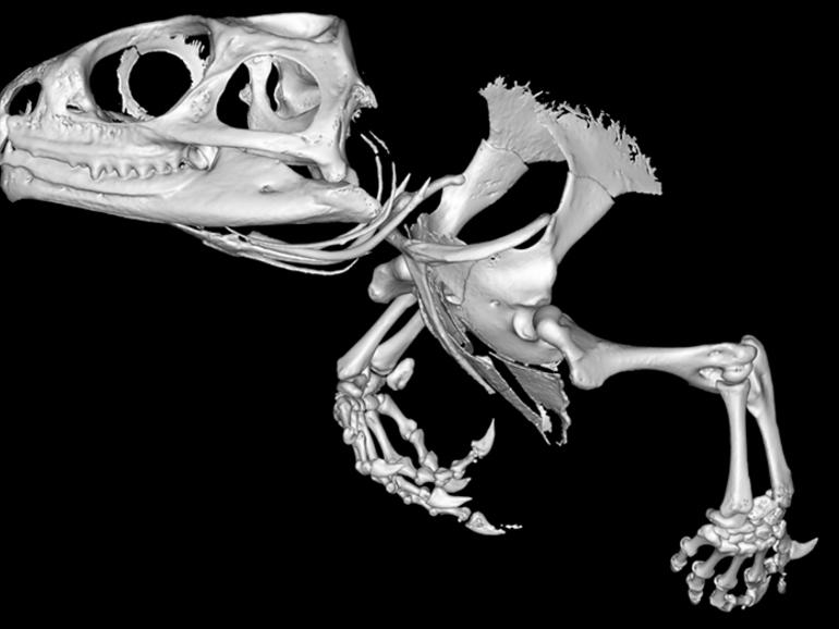 Tuatara đ&atilde; tồn tại tr&ecirc;n thế giới khoảng 245 triệu năm trước