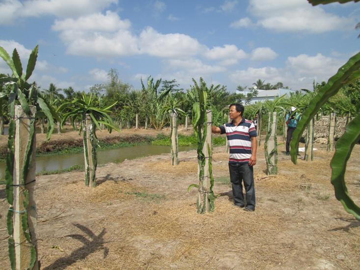 Vườn thanh long ruột đỏ của anh H&ograve;a