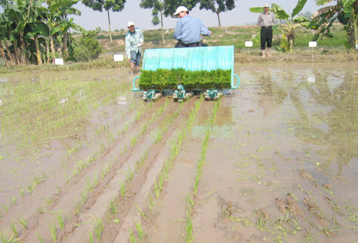 M&aacute;y cấy l&uacute;a
