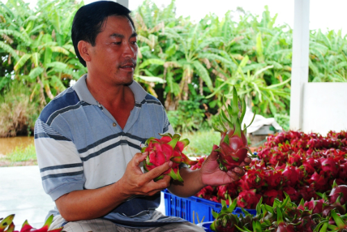 &Ocirc;ng Phước tự h&agrave;o kể về những tr&aacute;i thanh long của m&igrave;nh