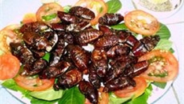 Bọ Xít Lửa: Món ăn khiến 12 người bị ngộ độc trong đó 7 người nhập viện điều trị tại xã Yên Hòa, Huyện Đà Bắc, tỉnh Hòa Bình ngày 16/01/2016.