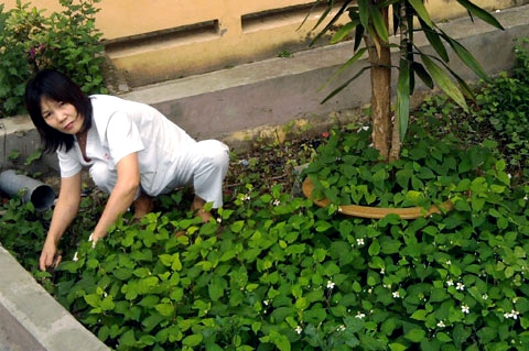 Rau diếp c&aacute; c&oacute; t&aacute;c dụng điều trị vi&ecirc;m nhiễm phụ khoa, rối loạn kinh nguyệt ở ph&aacute;i đẹp