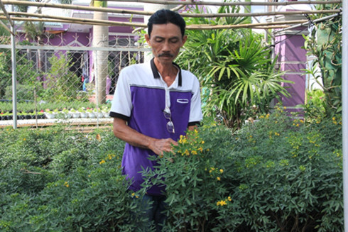 Thị trường c&acirc;y cảnh Tết phong ph&uacute; với kiểng tr&uacute;c mai