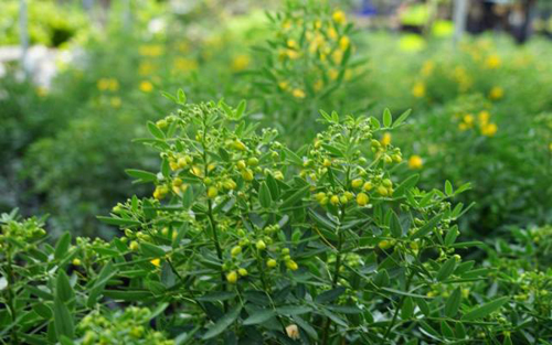 Thị trường c&acirc;y cảnh Tết phong ph&uacute; với kiểng tr&uacute;c mai