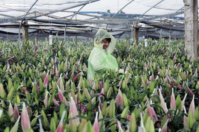 Thị trường hoa Tết 2016: Ly bất ngờ &lsquo;b&ugrave;ng gi&aacute;&rsquo;