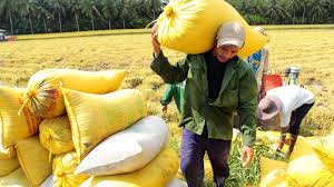 Dự kiến xuất khẩu lúa gạo trong các tháng cuVFA dự kiến sẽ xuất khẩu hết lượng gạo trong dân từ nay tới cuối nămối năm nay VFA dự kiến sẽ xuất khẩu hết lượng gạo trong dân từ nay tới cuối năm