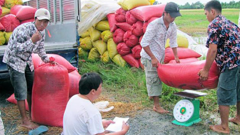 Thị trường lúa gạo thế giới gần như lâm vào khủng hoảng nguồn cung sau những diễn biến bất thường tại các quốc gia xuất khẩu lúa gạo lớn Thị trường lúa gạo thế giới gần như lâm vào khủng hoảng nguồn cung sau những diễn biến bất thường tại các quốc gia xuất khẩu lúa gạo lớn