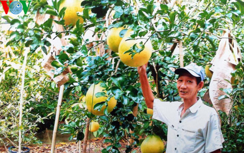 Thị trường Tết 2016: Bưởi th&uacute;ng tr&uacute;ng gi&aacute; &lsquo;khủng&rsquo;