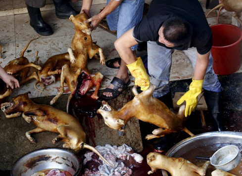 Chó bị giết thịt trong một lò mổ ở Trung Quốc. Ảnh: Reuters Chó bị giết thịt trong một lò mổ ở Trung Quốc. Ảnh: Reuters