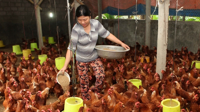 C&aacute;c hộ chăn nu&ocirc;i v&agrave; c&aacute;c chủ thương khẳng định kh&ocirc;ng c&oacute; chất v&agrave;ng &ocirc; trong thịt g&agrave;