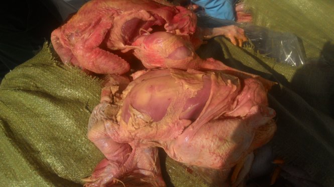 To&agrave;n bộ l&ocirc; g&agrave; thối n&agrave;y sẽ bị ti&ecirc;u hủy