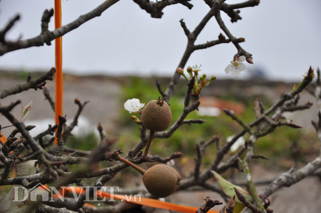 Một c&agrave;nh l&ecirc; rừng đẹp với đủ nụ, hoa, l&aacute;, quả&hellip; như thế n&agrave;y rất được kh&aacute;ch th&iacute;ch chơi c&acirc;y cảnh ưa chuộng d&ugrave; gi&aacute; &lsquo;ch&aacute;t&rsquo;