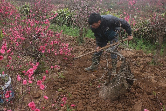 Thời điểm sau Tết Nguy&ecirc;n đ&aacute;n, kh&ocirc;ng &iacute;t hộ trồng đ&agrave;o hoặc người chơi c&acirc;y cảnh đi t&igrave;m mua đ&agrave;o thế, đ&agrave;o cảnh