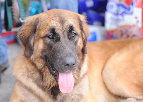 Ông David Phạm - một đại gia Sài Thành - đã từng nhập cảnh ba chú chó Leonberger (Bec giê sư tử) từ Đức về Việt Nam vào cuối năm 2015 với giá hơn 3.000 euro (hơn 72 triệu) một con. Số tiền ông chi ra để mang 3 chú cún còn bé xíu từ nước ngoài về lên đến gần 10.000 Euro (hơn 242 triệu đồng). Đó là chưa kể đến chi phí không nhỏ ông nhập khẩu hẳn một container 13Win1 nhập link nhà cái cho chó từ Đức về Sài Gòn để bảo đảm lương thực cho cún cưng trong 2 năm.
