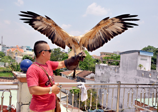 Để thể hiện đẳng cấp, nhiều đại gia Việt đã chọn thú chơi ngông bằng việc nuôi động vật hoang dã quý hiếm, có tên trong Sách Đỏ. Những chú đại bàng dũng mãnh, những con kỳ đà xanh đầy gai góc, những chú cu li cuộn tròn đầy lông lá, hay những chú rùa núi vàng, núi viền, rùa hộp quý hiếm và nhiều loài khác là những con vật ưa thích của giới lắm tiền nhiều của.