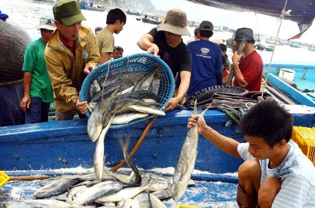 Thu mua to&agrave;n bộ hải sản của người d&acirc;n miền Trung sau vụ c&aacute; chết