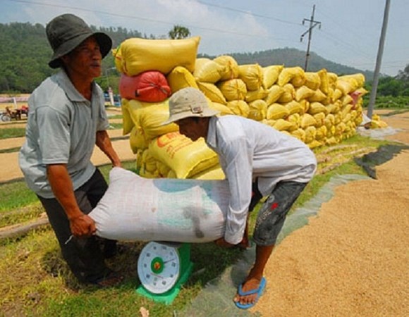 Cả thương l&aacute;i v&agrave; người n&ocirc;ng d&acirc;n đều chạy đ&ocirc;n, chạy đ&aacute;o t&igrave;m nguồn cung l&uacute;a gạo găm h&agrave;ng chờ gi&aacute; l&ecirc;n cao