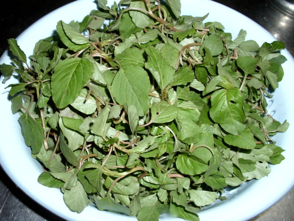 Rau dền cơm rất gi&agrave;u dinh dưỡng so với c&aacute;c loại rau dền kh&aacute;c