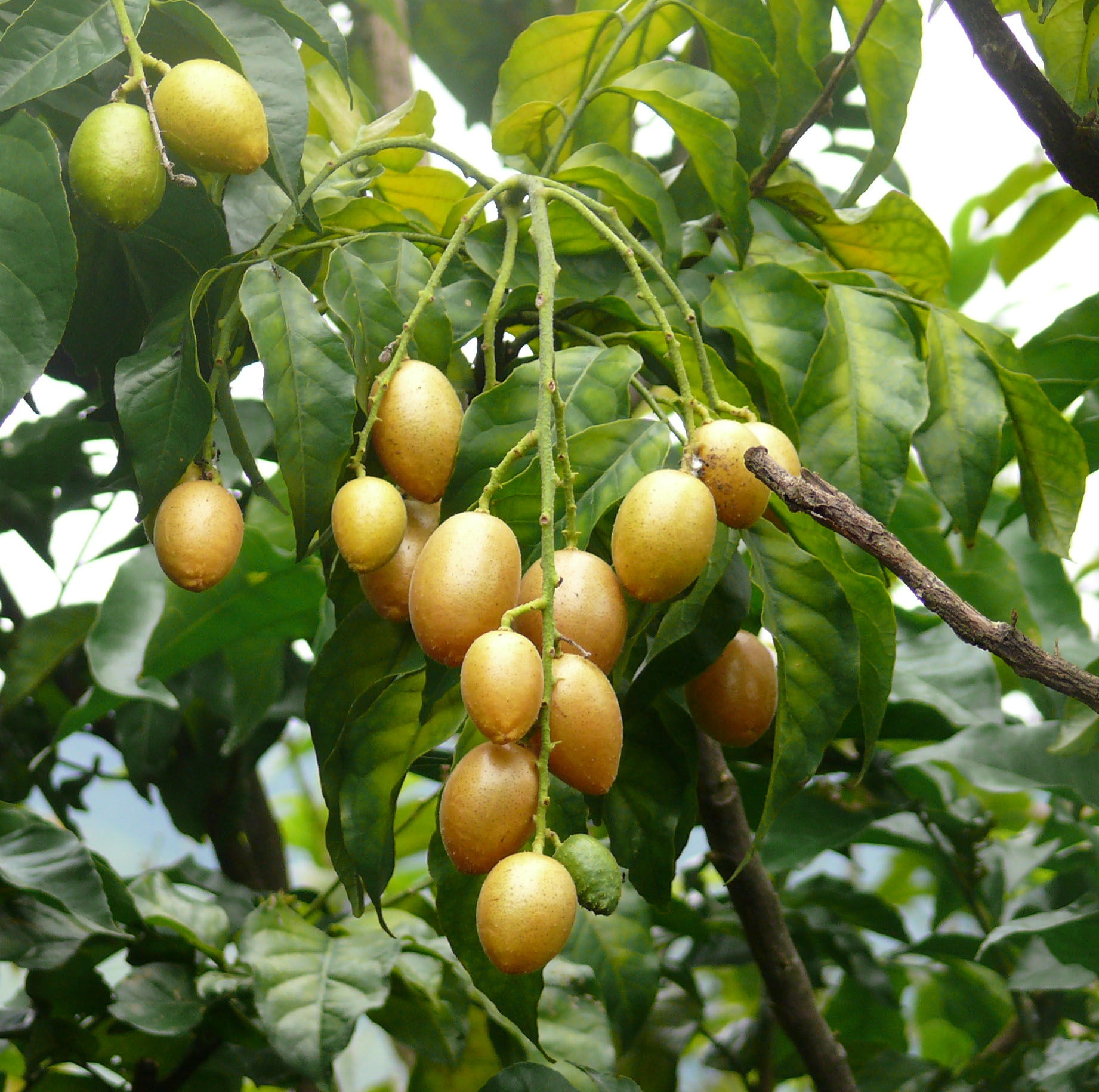 Quất hồng b&igrave; l&agrave; một trong những loại 13Win OKVIP Cá cược bóng đá c&oacute; t&aacute;c dụng ph&ograve;ng bệnh h&agrave;ng đầu
