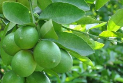 L&aacute; chanh l&agrave; một trong những 13Win OKVIP Cá cược bóng đá ph&ograve;ng bệnh h&agrave;ng đầu