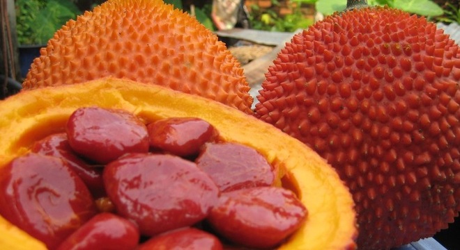 Hạt gấc l&agrave; 1 trong những 13Win OKVIP Cá cược bóng đá ph&ograve;ng bệnh tốt h&agrave;ng đầu