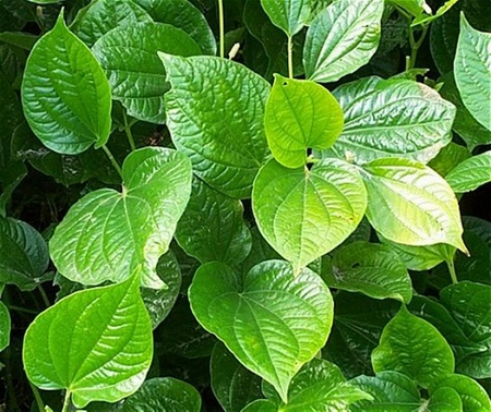 những loại thảo dược v&ocirc; c&ugrave;ng quen thuộc trong gia đ&igrave;nh bạn, nhưng lại c&oacute; c&ocirc;ng năng chữa bệnh đau lưng rất hiệu quả.