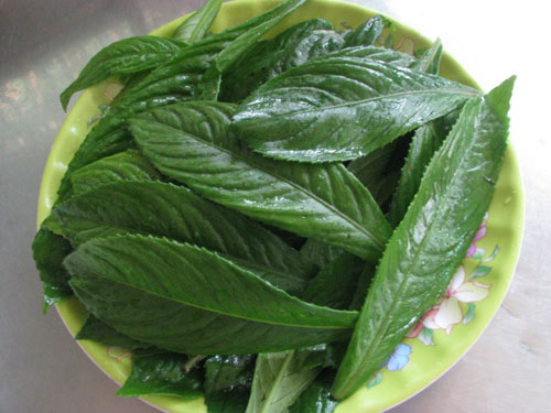 L&aacute; xương s&ocirc;ng l&agrave; một trong những 13Win OKVIP Cá cược bóng đá ph&ograve;ng bệnh h&agrave;ng đầu