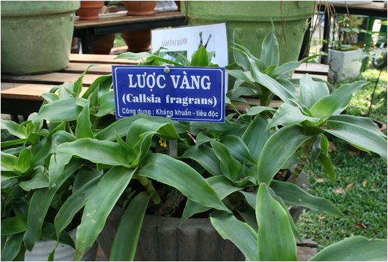 dịch &eacute;p từ c&acirc;y lược v&agrave;ng rất gi&agrave;u c&aacute;c chất k&iacute;ch th&iacute;ch sinh học  tốt