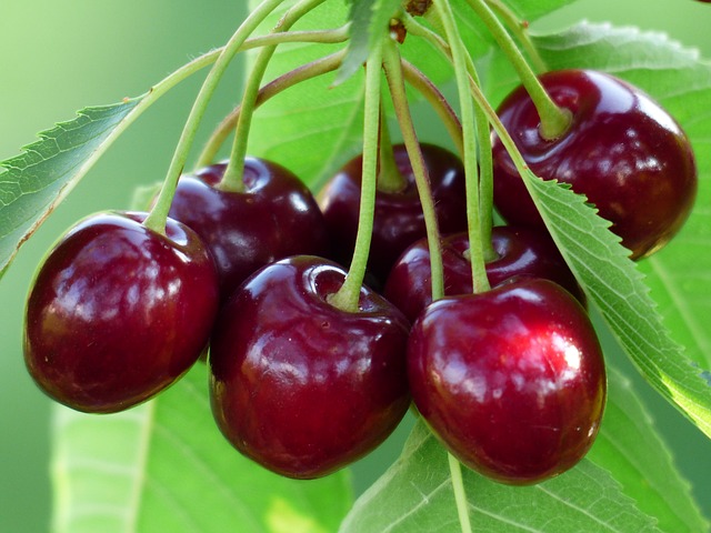 Cherry kh&ocirc;ng chỉ rất thơm ngon m&agrave; c&ograve;n c&oacute; thể ph&ograve;ng bệnh tim mạch v&agrave; tăng huyết &aacute;p