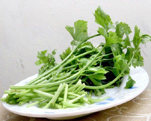 Cần t&acirc;y c&oacute; thể sử dụng ăn hằng ng&agrave;y lại rất gi&agrave;u dược t&iacute;nh