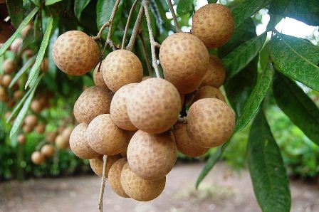 Nh&atilde;n tuy nhỏ nhưng c&oacute; nhiều vitamin v&agrave; kho&aacute;ng chất