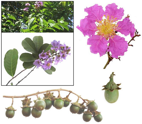 C&acirc;y bằng lăng chữa bệnh g&uacute;t, tiểu đường