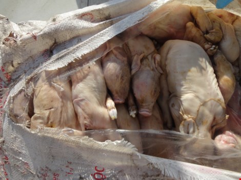 Thực phẩm bẩn l&agrave; heo sữa thối vừa bị ph&aacute;t hiện ở TP.HCM