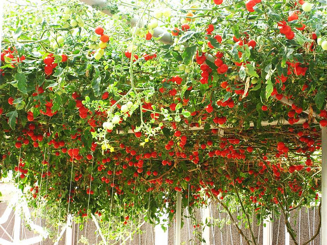 Để được giàn cà chua đỏ rực rỡ như trong hình, thường phải mất từ 1,2 đến 1,5 năm.
