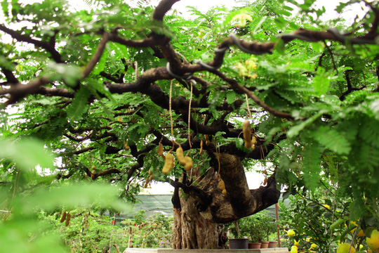 can-canh-cay-me-tram-nam-tuoi-dai-gia-tra-gia-3-ty-khong-ban-o-sai-gon