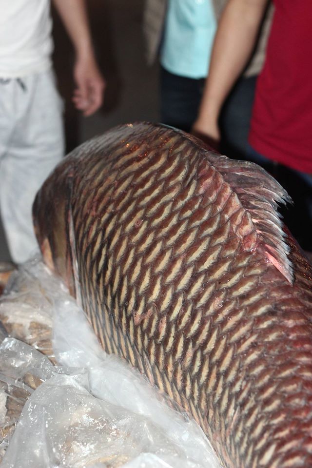can-canh-ca-ho-khung-gan-100kg-dai-gia-ha-noi-tra-200-trieu-dong