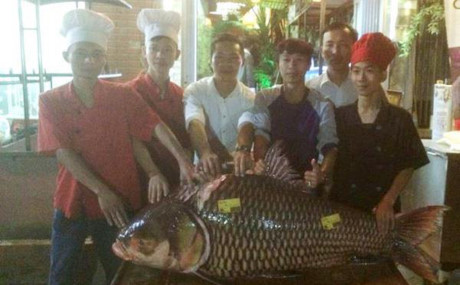 can-canh-ca-ho-khung-gan-100kg-dai-gia-ha-noi-tra-200-trieu-dong