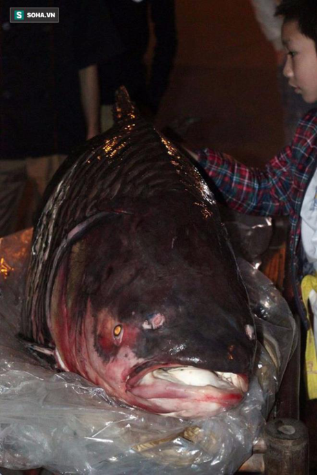can-canh-ca-ho-khung-gan-100kg-dai-gia-ha-noi-tra-200-trieu-dong