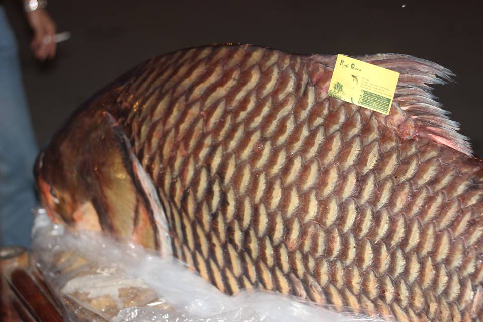 can-canh-ca-ho-khung-gan-100kg-dai-gia-ha-noi-tra-200-trieu-dong