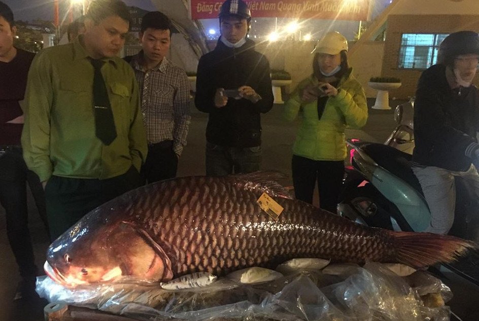 can-canh-ca-ho-khung-gan-100kg-dai-gia-ha-noi-tra-200-trieu-dong