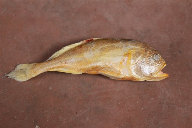 ca-tung-vang-soan-ngoi-su-vang-co-gi-dac-biet