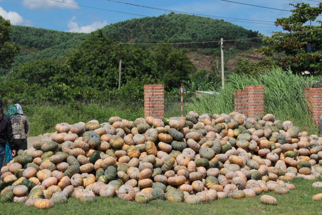 dak-lak-bi-do-gia-sieu-re-chi-300-dongkg-duoc-giai-cuu