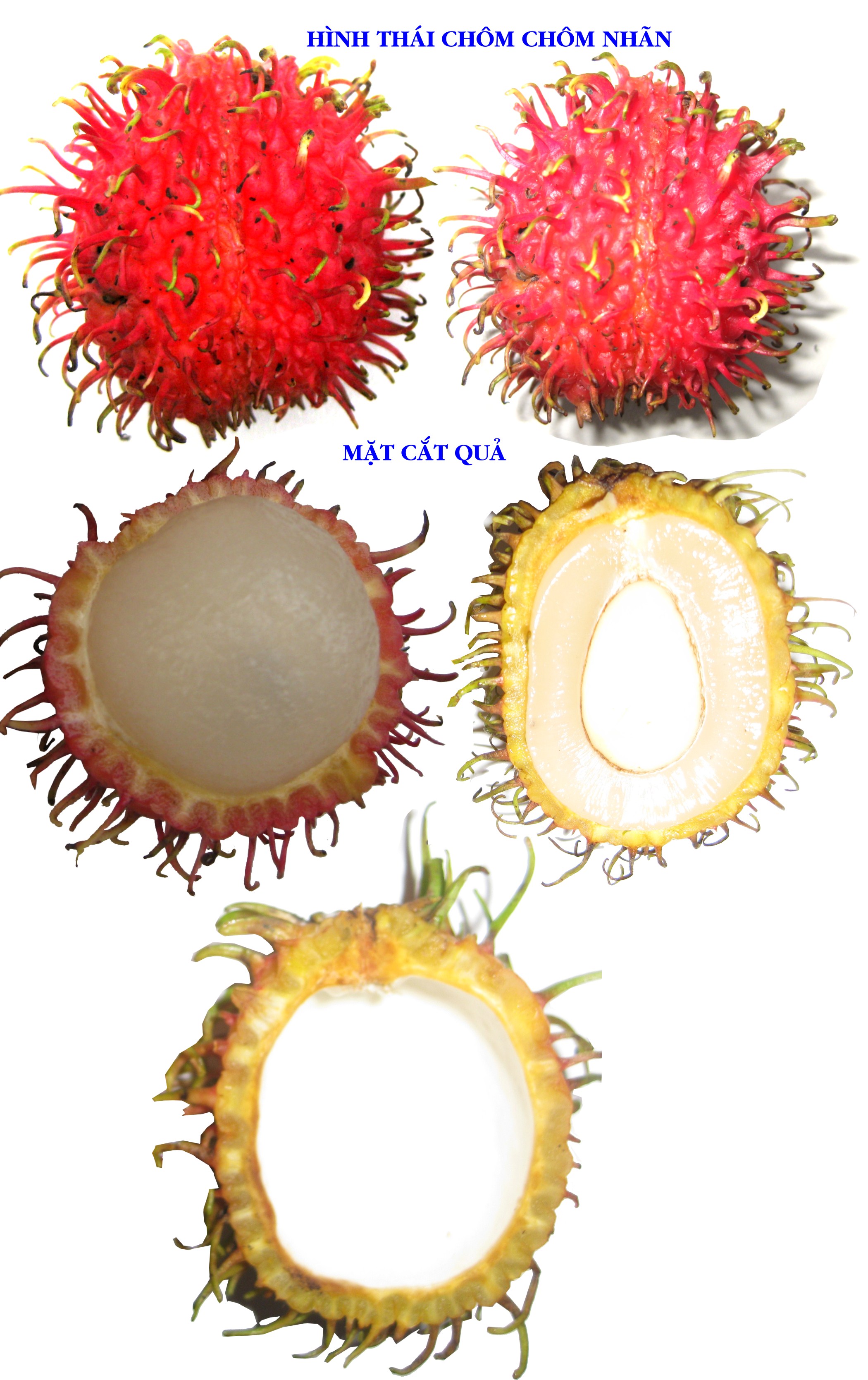 cach-phan-biet-de-chon-dung-chuan-chom-chom-nhan-long-khanh