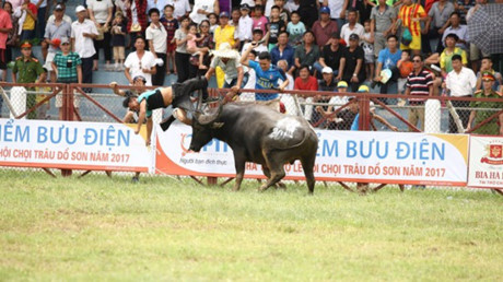 le-hoi-choi-trau-do-son-dia-phuong-mong-muon-tiep-tuc-duoc-to-chuc