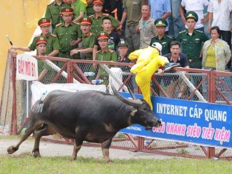 vu-trau-choi-huc-chet-chu-o-hai-phong-ban-to-chuc-de-lot-trau-dien-du-duoc-canh-bao
