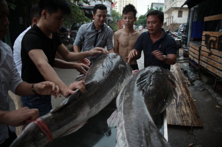 cap-thuy-quai-song-me-kong-300kg-di-may-bay-ve-ha-noi-phuc-vu-dai-gia