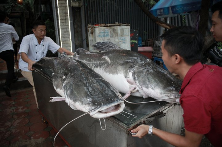 cap-thuy-quai-song-me-kong-300kg-di-may-bay-ve-ha-noi-phuc-vu-dai-gia