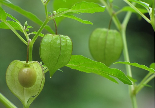can-canh-qua-dai-tam-bop-o-viet-nam-dang-duoc-ban-700000dkg-tai-nhat