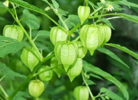 can-canh-qua-dai-tam-bop-o-viet-nam-dang-duoc-ban-700000dkg-tai-nhat