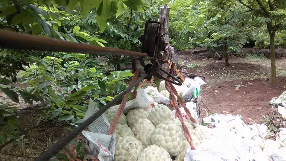 na-lang-son-gia-chi-25000-dongkg-nguoi-nong-dan-da-vat-va-the-nao